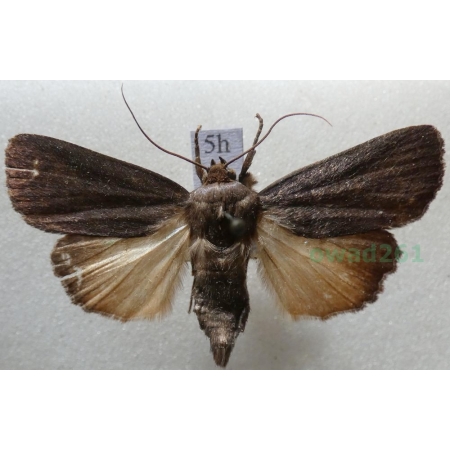 Amphipyra livida (Denis & Schiffermüller, 1775) Opłonka czernica Slovakia5h